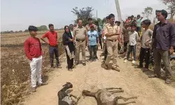 खेत में पड़ी पराली में लगी आग- 5 बकरियों की मौत- चरवाहा भी.... खेत में पड़ी पराली में लगी आग- 5 बकरियों की मौत- चरवाहा भी....