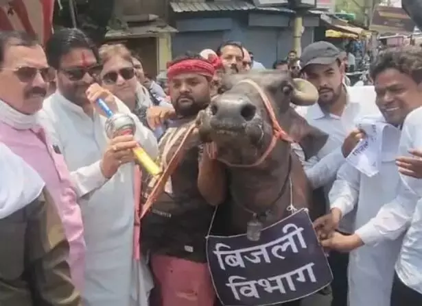 सपेरे बने पूर्व मंत्री ने भैंस के आगे बजाई बीन- बोले गोमाता के नाम.... सपेरे बने पूर्व मंत्री ने भैंस के आगे बजाई बीन- बोले गोमाता के नाम....