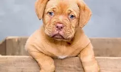 पड़ोसी पर डॉगी का अटैक-मालिक को मिली सजा- रहना होगा जेल.. पड़ोसी पर डॉगी का अटैक-मालिक को मिली सजा- रहना होगा जेल..