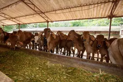 मथुरा में गौशाला में लगी भीषण आग, 47 गायों की मौत, प्रशासन ने दिए जांच के आदेश