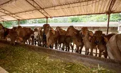 मथुरा में गौशाला में लगी भीषण आग, 47 गायों की मौत, प्रशासन ने दिए जांच के आदेश मथुरा में गौशाला में लगी भीषण आग, 47 गायों की मौत, प्रशासन ने दिए जांच के आदेश