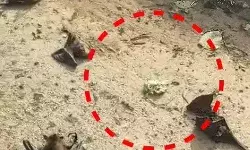 गर्मी का सितम- 1000 से ज्यादा चमगादड़ों की जान ले गई हीटवेव