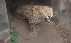 पुलिया में फंसे तेंदुएं की दहाड़ सुन सरपट भागे लोग- रेस्क्यू ऑपरेशन... पुलिया में फंसे तेंदुएं की दहाड़ सुन सरपट भागे लोग- रेस्क्यू ऑपरेशन...