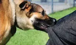 आवारा कुत्ते ने 50 से अधिक लोगों को काटा, दहशत का माहौल आवारा कुत्ते ने 50 से अधिक लोगों को काटा, दहशत का माहौल