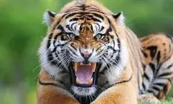 महादेव मंदिर के पास बाघ के आने से लोगों में मची अफरा तफरी महादेव मंदिर के पास बाघ के आने से लोगों में मची अफरा तफरी