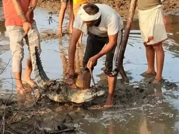 मगरमच्छ ने नदी से निकलकर गांव में डेरा जमाया- पकडने को छूटे पसीने मगरमच्छ ने नदी से निकलकर गांव में डेरा जमाया- पकडने को छूटे पसीने