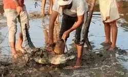 मगरमच्छ ने नदी से निकलकर गांव में डेरा जमाया- पकडने को छूटे पसीने मगरमच्छ ने नदी से निकलकर गांव में डेरा जमाया- पकडने को छूटे पसीने