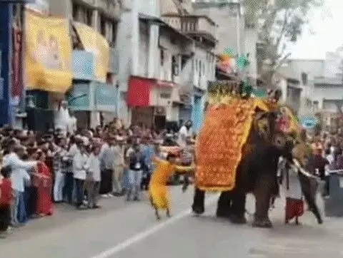 जगन्नाथ रथ यात्रा में आगे चल रहा हाथी हुआ बेकाबू- वन विभाग ने किया..