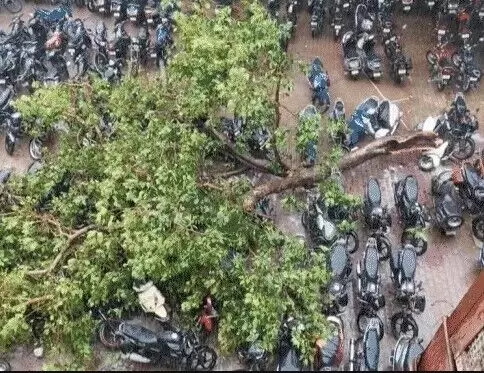 बारिश से बेहाल हुआ मकान भरभराकर गिरा- ट्रांसफार्मर से गाय की मौत बारिश से बेहाल हुआ मकान भरभराकर गिरा- ट्रांसफार्मर से गाय की मौत