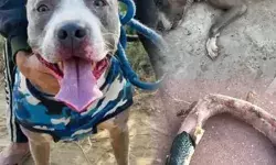 सोते परिवार की जान बचाने को डॉगी ने अपनी जिंदगी कर दी कुर्बान