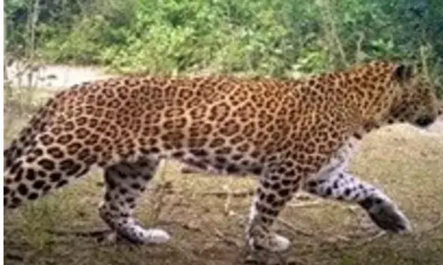 कांवड़ यात्रा पर गुलदार के हमले का खतरा-कांवड़ यात्रा मार्ग पर तैनात.