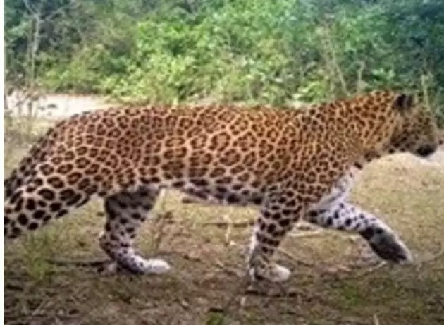 कांवड़ यात्रा पर गुलदार के हमले का खतरा-कांवड़ यात्रा मार्ग पर तैनात.