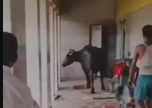 दफ्तर में घुसी भैंस का तांडव- कर्मचारियों को दौड़ाया- खिड़की दरवाजे..