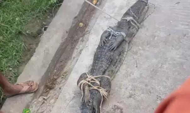 गंगा से निकलकर धर्मशाला में घुसे मगरमच्छ ने मचाया हड़कंप- लोगों मे..