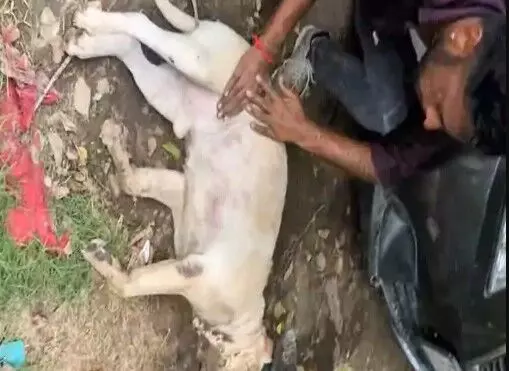 गाड़ी के भीतर पालतू डॉग पर मौत का झपट्टा- दंपति डॉग को गाड़ी में....