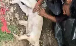 गाड़ी के भीतर पालतू डॉग पर मौत का झपट्टा- दंपति डॉग को गाड़ी में.... गाड़ी के भीतर पालतू डॉग पर मौत का झपट्टा- दंपति डॉग को गाड़ी में....