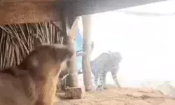 कुत्ते ने उखाड़े तेंदुए के पांव- मुकाबला कर मौके से खदेड़ा कुत्ते ने उखाड़े तेंदुए के पांव- मुकाबला कर मौके से खदेड़ा