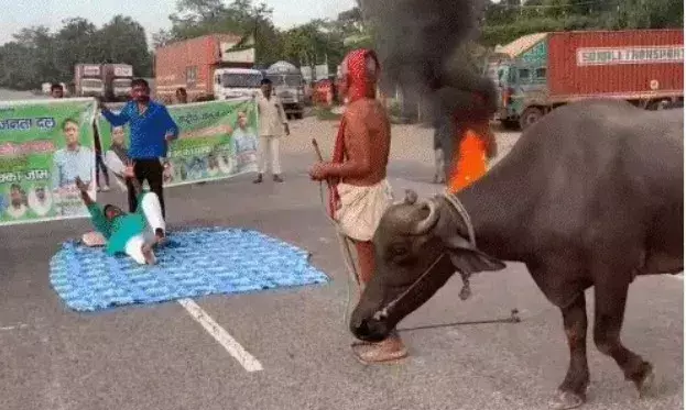 बिहार बंद-हाईवे पर बांधी भैंस-चादर तानकर सोए राजद नेता