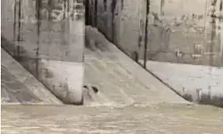 यमुना नदी में आया उफान बहा ले गया आधा दर्जन से अधिक भैंस- हथिनीकुंड.. यमुना नदी में आया उफान बहा ले गया आधा दर्जन से अधिक भैंस- हथिनीकुंड..