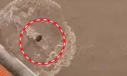 यमुना पुल से युवती ने बॉयफ्रेंड के साथ लगाई छलांग- तेज बहाव में...