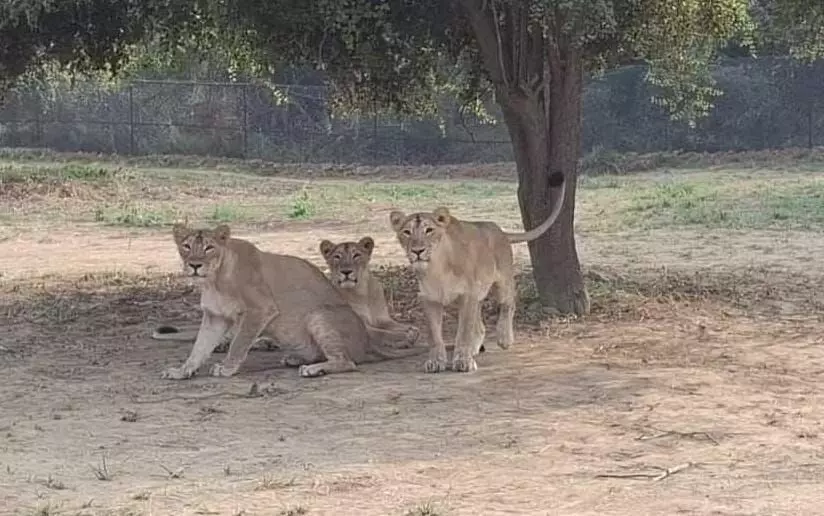 पार्क में 4 शावकों में एक के बाद एक तीन की मौत से मचा हड़कंप पार्क में 4 शावकों में एक के बाद एक तीन की मौत से मचा हड़कंप