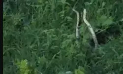 नाग नागिन के जोड़े को ऐसी हालत में देख उड़ी लोगों की नींद