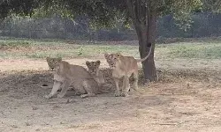 पार्क में 4 शावकों में एक के बाद एक तीन की मौत से मचा हड़कंप