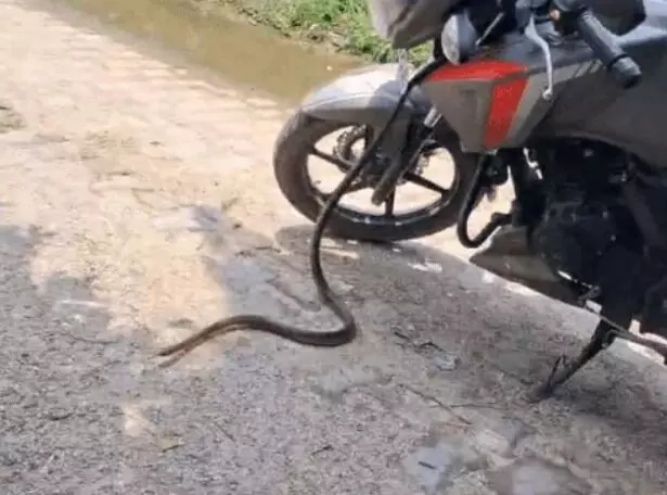 बाइक में घुसा 6 फीट लंबा सांप- ग्रामीणों ने घंटों की मशक्कत के बाद... बाइक में घुसा 6 फीट लंबा सांप- ग्रामीणों ने घंटों की मशक्कत के बाद...