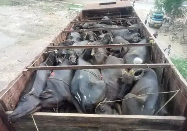 पशु तस्करी का खुलासा- ट्रक में ठूंस ठूंस कर भर रखे थे पशु- 15 की मौत पशु तस्करी का खुलासा- ट्रक में ठूंस ठूंस कर भर रखे थे पशु- 15 की मौत