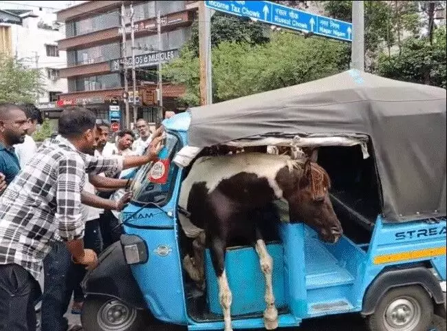 लड़ते लड़ते दुकान में घुसे घोड़े- घोड़ा सवारी से भरे ई रिक्शा में घुसा