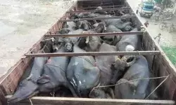 पशु तस्करी का खुलासा- ट्रक में ठूंस ठूंस कर भर रखे थे पशु- 15 की मौत