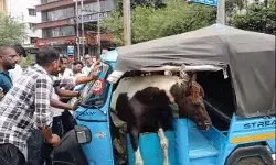 लड़ते लड़ते दुकान में घुसे घोड़े- घोड़ा सवारी से भरे ई रिक्शा में घुसा लड़ते लड़ते दुकान में घुसे घोड़े- घोड़ा सवारी से भरे ई रिक्शा में घुसा