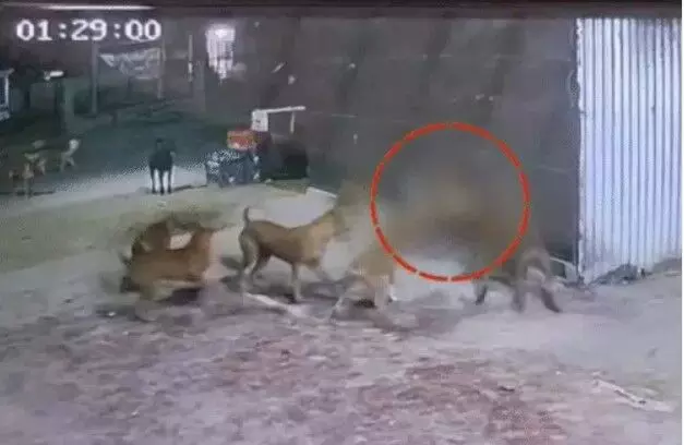 महिला को घेरकर दर्जन से ज्यादा कुत्तों ने किया हमला- जमीन पर गिरा कर..