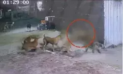 महिला को घेरकर दर्जन से ज्यादा कुत्तों ने किया हमला- जमीन पर गिरा कर.. महिला को घेरकर दर्जन से ज्यादा कुत्तों ने किया हमला- जमीन पर गिरा कर..