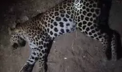 सड़क पार करते तेंदुए की मौत, वाहन की चपेट में आने की आशंका सड़क पार करते तेंदुए की मौत, वाहन की चपेट में आने की आशंका