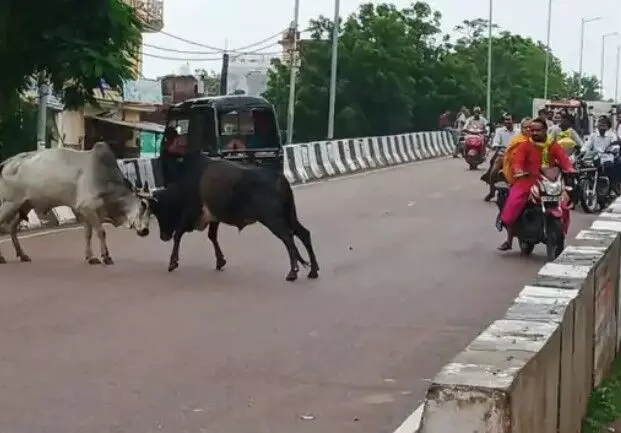 रेलवे ओवर ब्रिज पर सांडों के घमासान से जाम- कार क्षतिग्रस्त- स्कूली... रेलवे ओवर ब्रिज पर सांडों के घमासान से जाम- कार क्षतिग्रस्त- स्कूली...