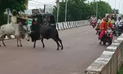 रेलवे ओवर ब्रिज पर सांडों के घमासान से जाम- कार क्षतिग्रस्त- स्कूली... रेलवे ओवर ब्रिज पर सांडों के घमासान से जाम- कार क्षतिग्रस्त- स्कूली...