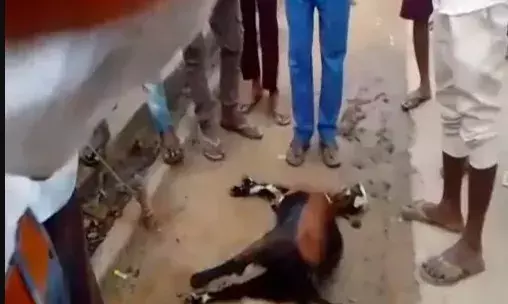 हमला कर बाघ ने तीन बकरियों को बनाया निवाला- दो जख्मी