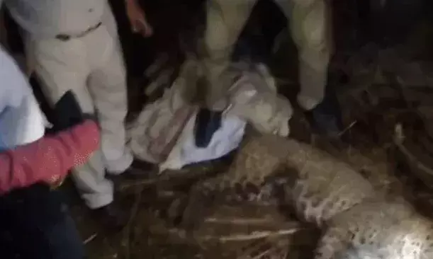 भैंसों पर हमला करने पहुंचा तेंदुआ खुद बना निवाला- तबेले में मरा मिला