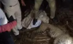 भैंसों पर हमला करने पहुंचा तेंदुआ खुद बना निवाला- तबेले में मरा मिला भैंसों पर हमला करने पहुंचा तेंदुआ खुद बना निवाला- तबेले में मरा मिला