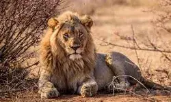 शेर की दस्तक, खेतों में मिले ताज़ा पंजों के निशान, ग्रामीणों में दहशत