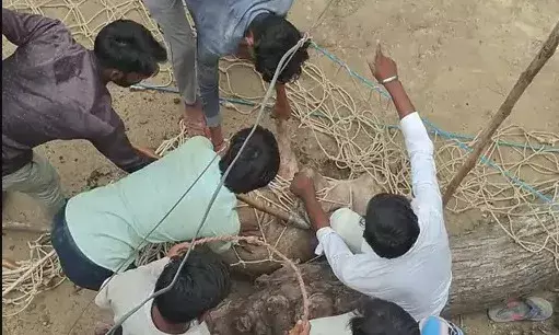 जंगली सूअर के आतंक को खत्म करने में 9 घायल- 3 की हालत गंभीर