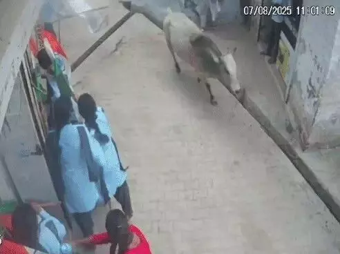 बच्चों की तिरंगा रैली पर सांडों का हमला-15 घायल- 4 के पैर में फ्रैक्चर बच्चों की तिरंगा रैली पर सांडों का हमला-15 घायल- 4 के पैर में फ्रैक्चर
