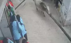 बच्चों की तिरंगा रैली पर सांडों का हमला-15 घायल- 4 के पैर में फ्रैक्चर बच्चों की तिरंगा रैली पर सांडों का हमला-15 घायल- 4 के पैर में फ्रैक्चर