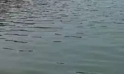 दो सगी बहनो के यमुना नदी में डूबने से मचा हड़कंप दो सगी बहनो के यमुना नदी में डूबने से मचा हड़कंप