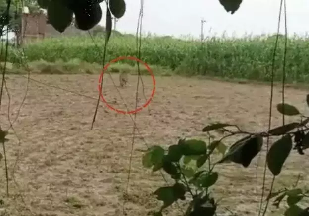 गन्ने के खेत से निकलकर झपट्टा- तेंदुए के अटैक में तीन किसान... गन्ने के खेत से निकलकर झपट्टा- तेंदुए के अटैक में तीन किसान...