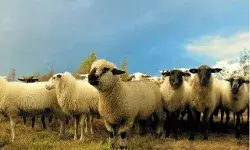 मौत से भाग रही सैंकड़ों भेड़ काल के गाल में समाई- ट्रेनों से कटी मौत से भाग रही सैंकड़ों भेड़ काल के गाल में समाई- ट्रेनों से कटी