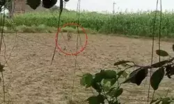 गन्ने के खेत से निकलकर झपट्टा- तेंदुए के अटैक में तीन किसान... गन्ने के खेत से निकलकर झपट्टा- तेंदुए के अटैक में तीन किसान...