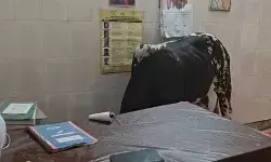 मुख्यमंत्री आरोग्य मेला- डॉक्टर रहे गायब- मेले में पहुंचा सांड... मुख्यमंत्री आरोग्य मेला- डॉक्टर रहे गायब- मेले में पहुंचा सांड...