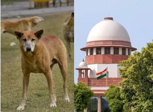 आवारा कुत्तों को लेकर सुप्रीम कोर्ट सख्त- पकड़ने में कोई अड़ंगा डाले..